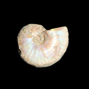 Jurassic Iridescent Ammonites from Madagascar 16-19mm 3g in sunlight - Rocks and Things Store