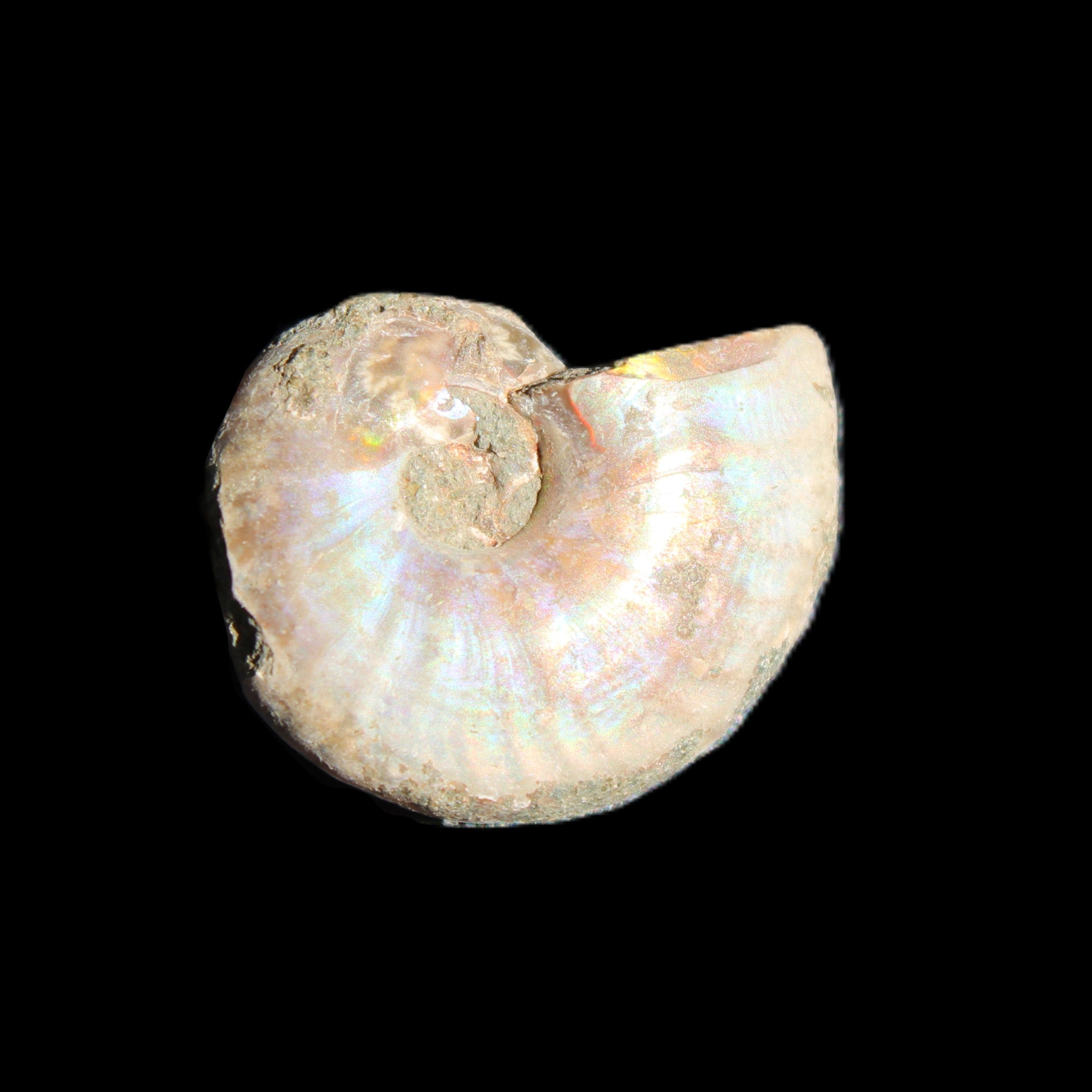 Jurassic Iridescent Ammonites from Madagascar 16-19mm 3g in sunlight - Rocks and Things Store