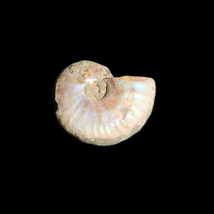 Jurassic Iridescent Ammonites from Madagascar 16-19mm 3g in sunlight - Rocks and Things Store