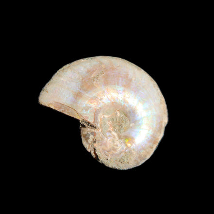 Jurassic Iridescent Ammonites from Madagascar 16-19mm 3g in sunlight - Rocks and Things Store