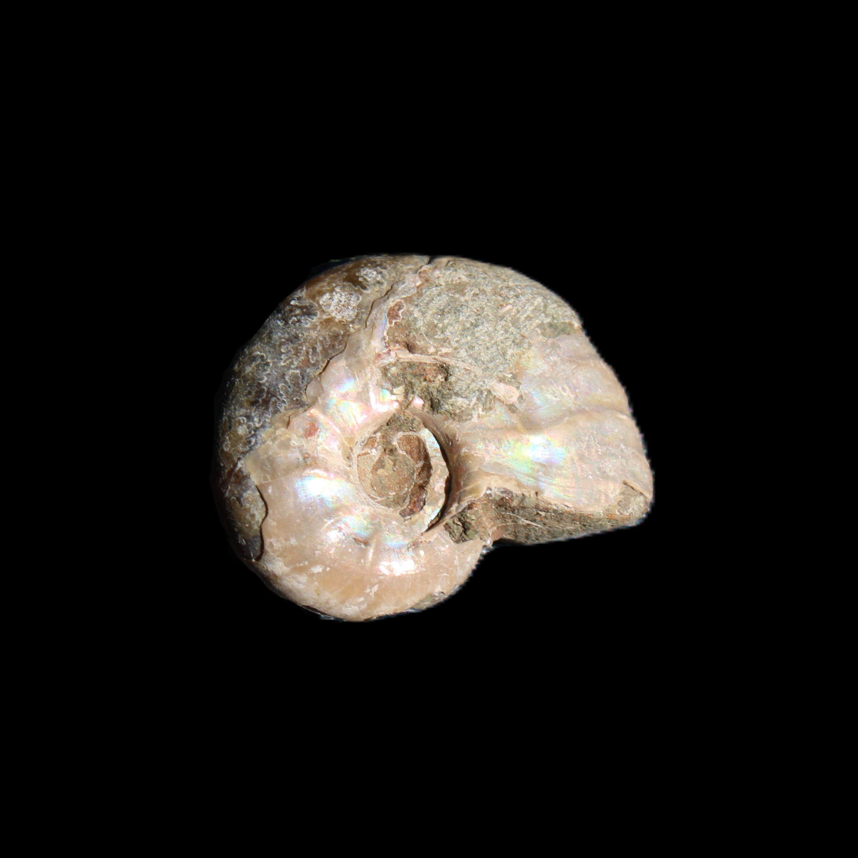 Jurassic Iridescent Ammonites from Madagascar 16-19mm 3g in sunlight - Rocks and Things Store