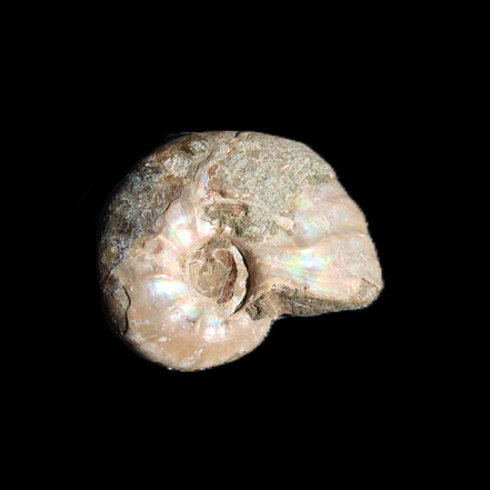 Jurassic Iridescent Ammonites from Madagascar 16-19mm 3g in sunlight - Rocks and Things Store
