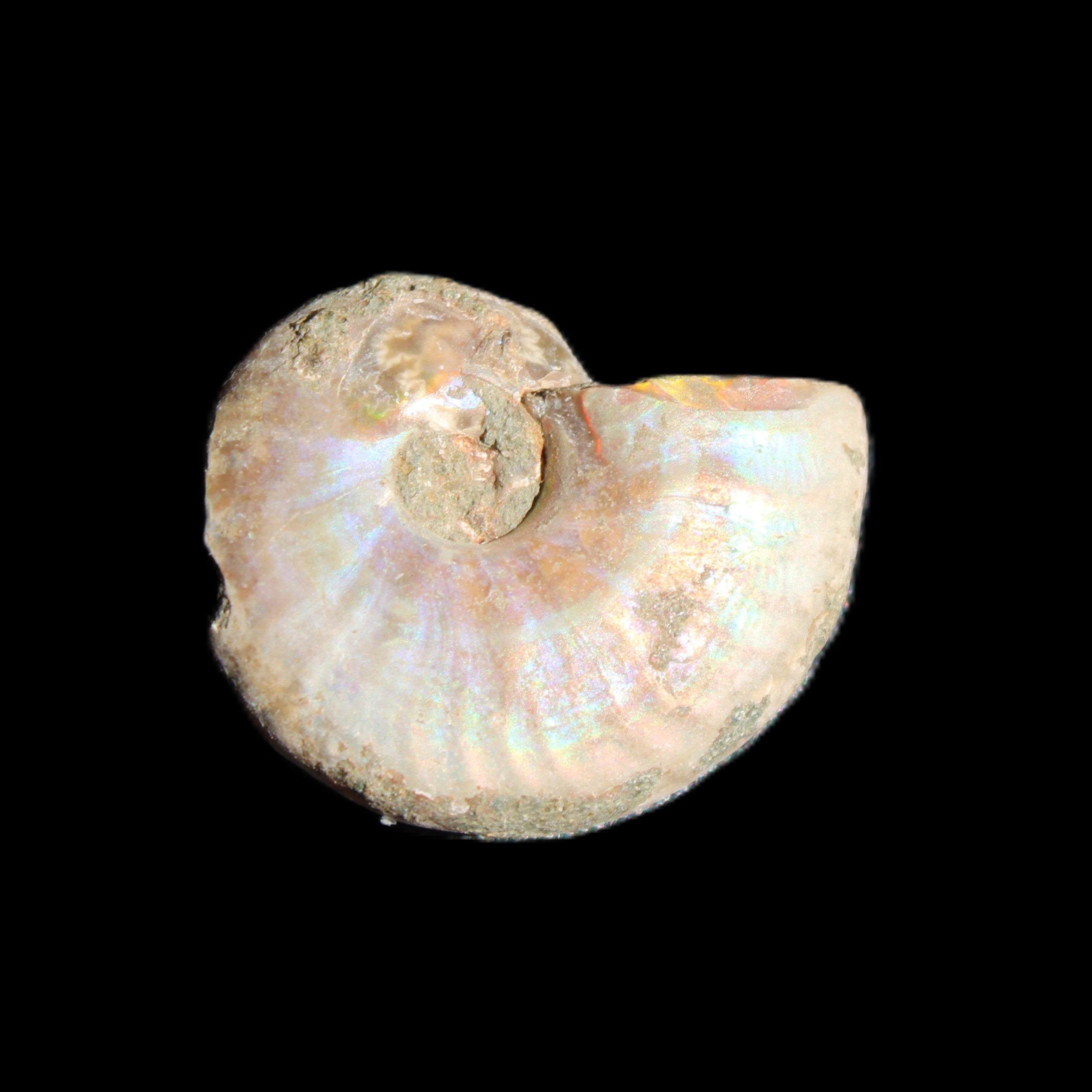 Jurassic Iridescent Ammonites from Madagascar 16-19mm 3g in sunlight - Rocks and Things Store