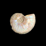 Jurassic Iridescent Ammonites from Madagascar 16-19mm 3g in sunlight - Rocks and Things Store