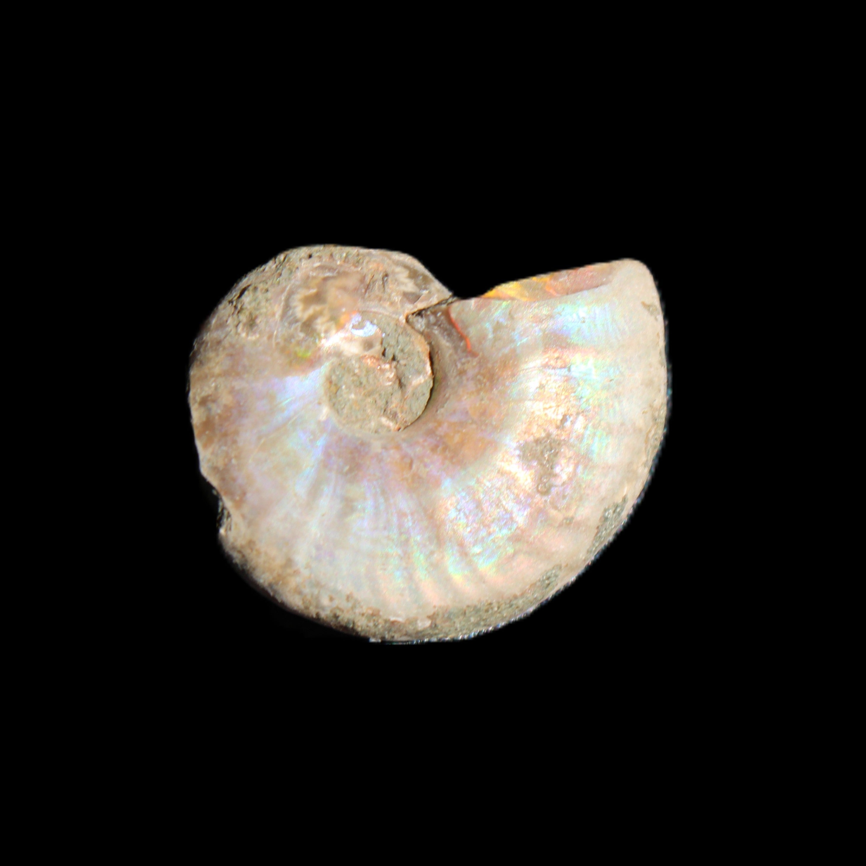 Jurassic Iridescent Ammonites from Madagascar 16-19mm 3g in sunlight - Rocks and Things Store