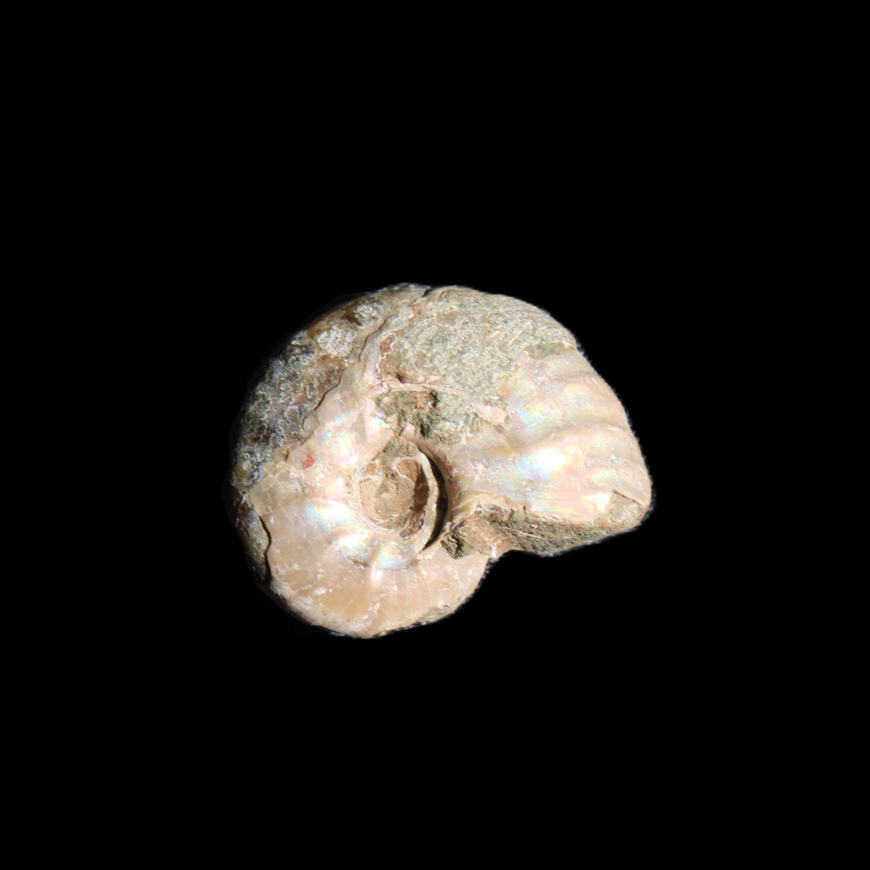 Jurassic Iridescent Ammonites from Madagascar 16-19mm 3g in sunlight - Rocks and Things Store