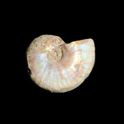 Jurassic Iridescent Ammonites from Madagascar 16-19mm 3g in sunlight - Rocks and Things Store