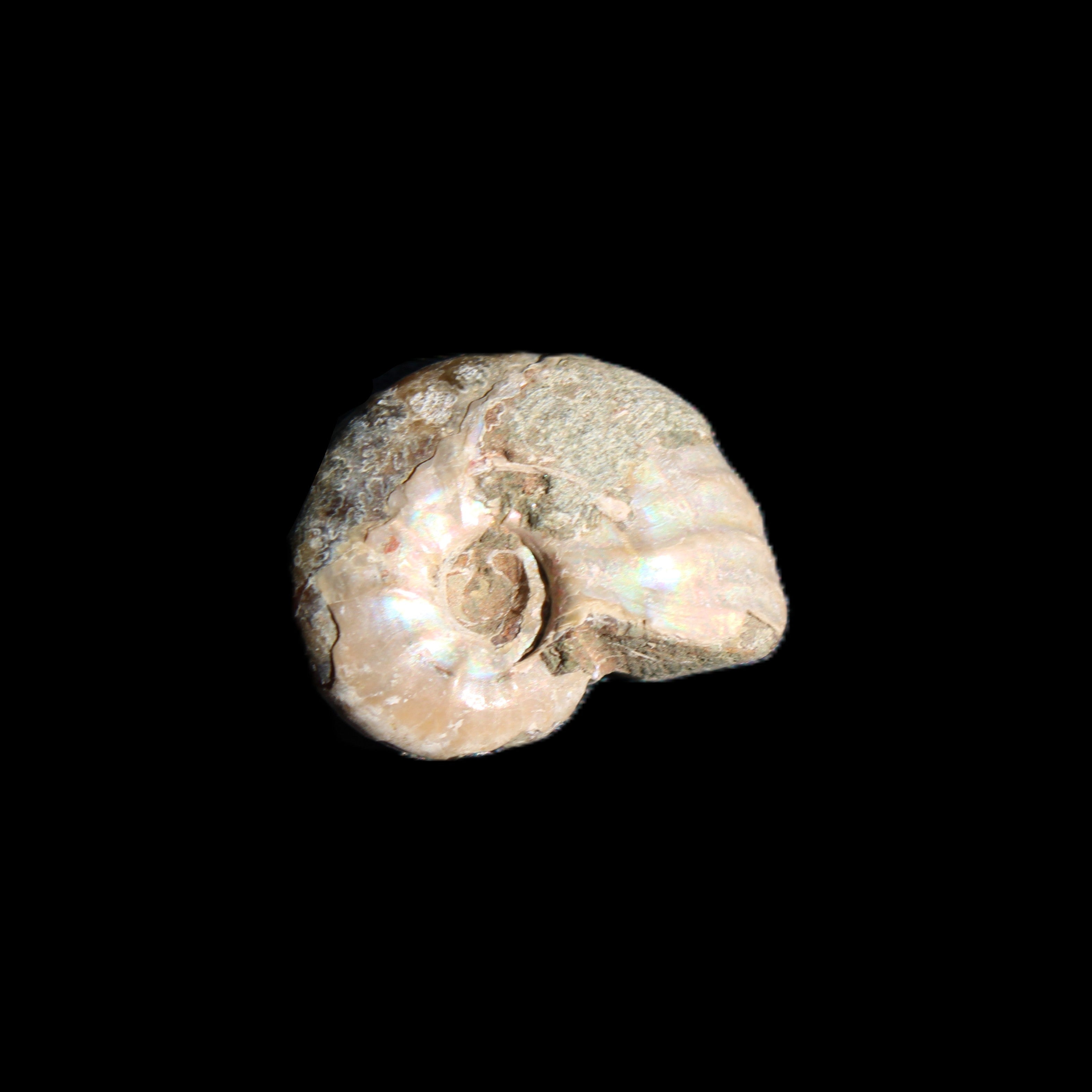 Jurassic Iridescent Ammonites from Madagascar 16-19mm 3g in sunlight - Rocks and Things Store