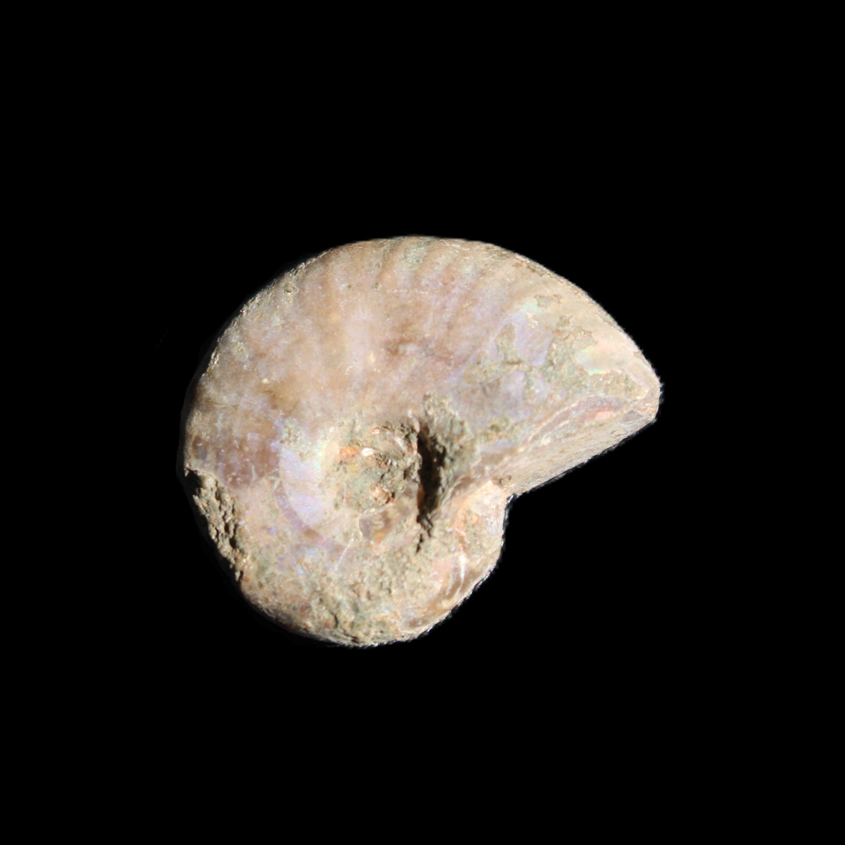 Jurassic Iridescent Ammonites from Madagascar 16-19mm 3g in sunlight - Rocks and Things Store