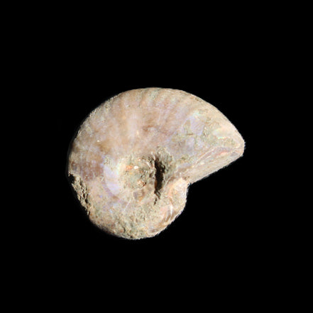 Jurassic Iridescent Ammonites from Madagascar 16-19mm 3g in sunlight - Rocks and Things Store
