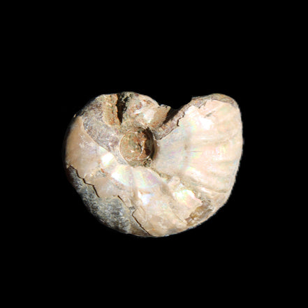 Jurassic Iridescent Ammonites from Madagascar 16-19mm 3g in sunlight - Rocks and Things Store