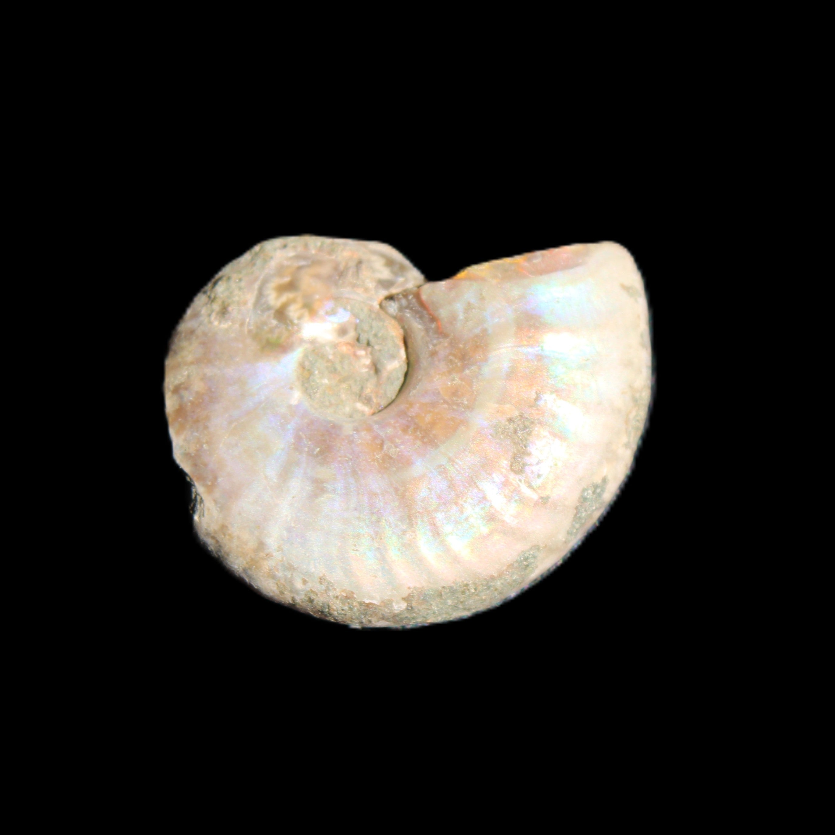 Jurassic Iridescent Ammonites from Madagascar 16-19mm 3g in sunlight - Rocks and Things Store