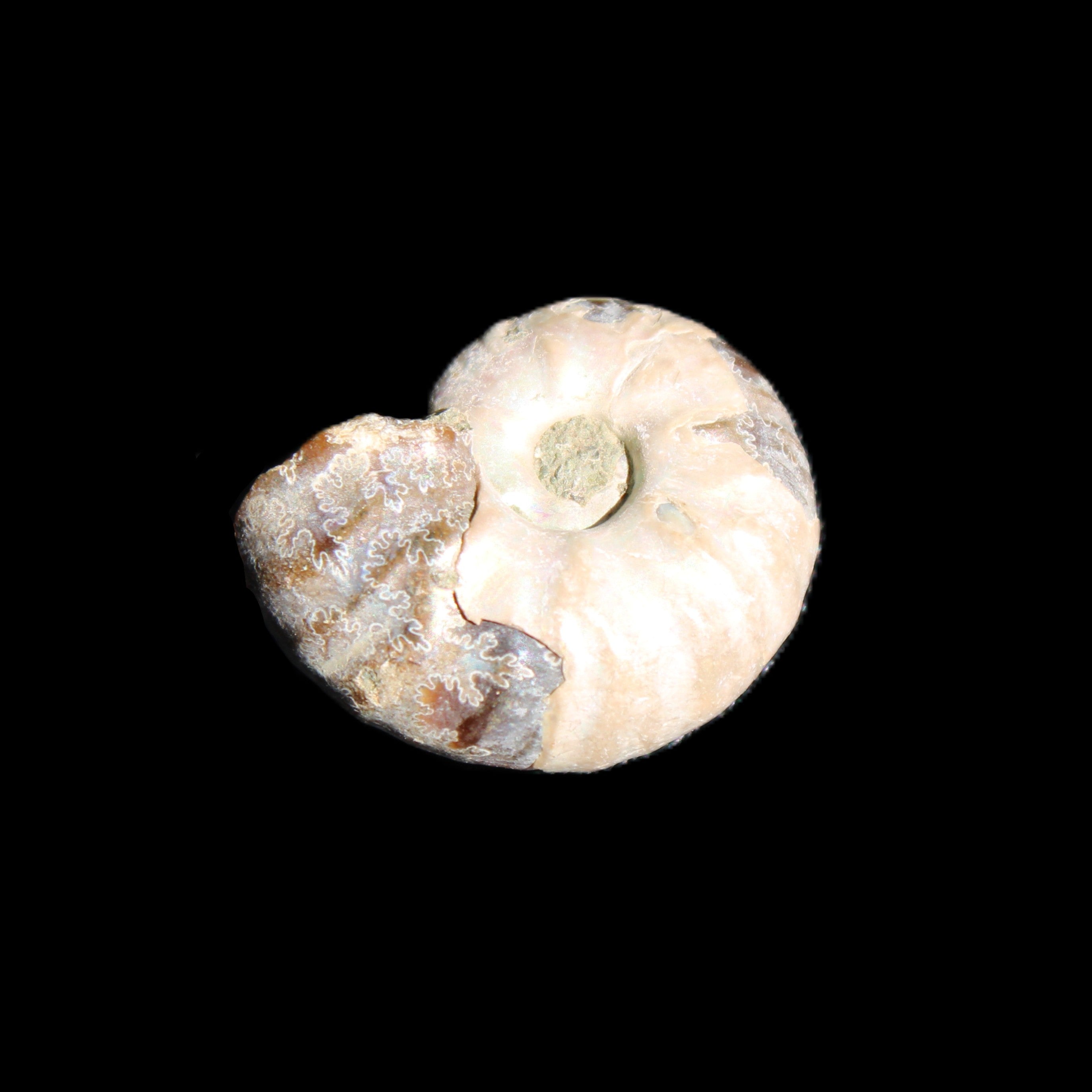 Jurassic Iridescent Ammonites from Madagascar 16-19mm 3g in sunlight - Rocks and Things Store