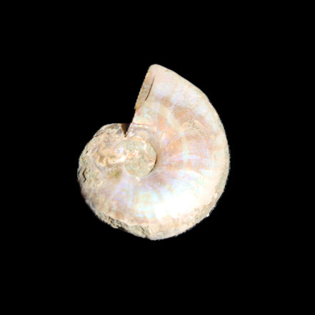 Jurassic Iridescent Ammonites from Madagascar 16-19mm 3g in sunlight - Rocks and Things Store