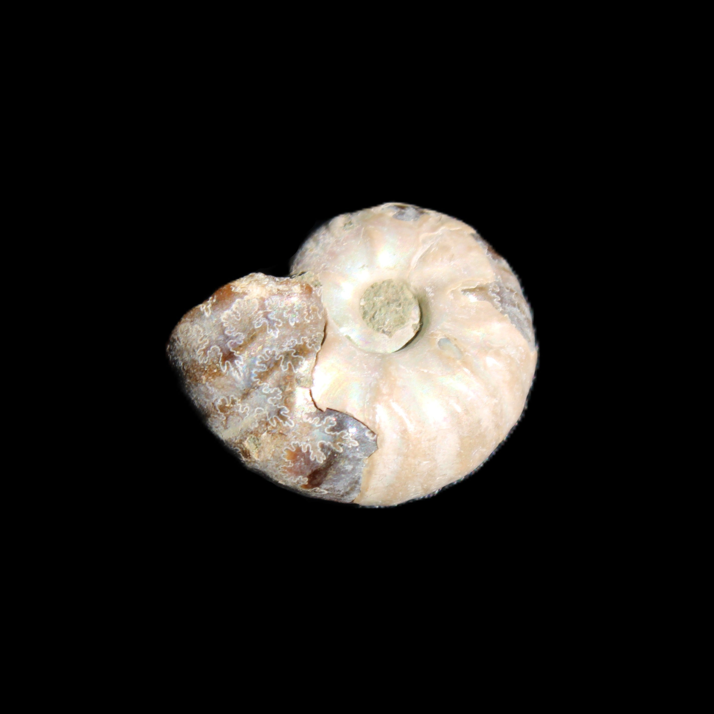 Jurassic Iridescent Ammonites from Madagascar 16-19mm 3g in sunlight - Rocks and Things Store