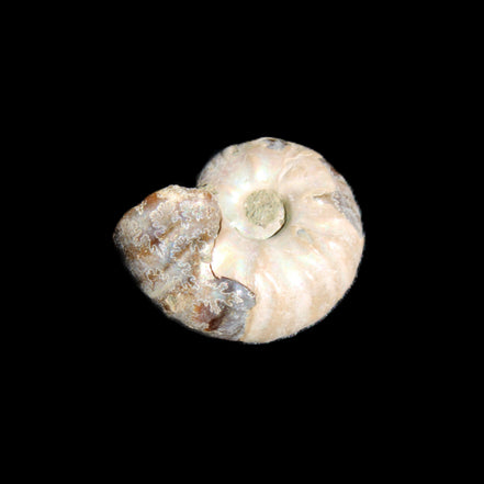 Jurassic Iridescent Ammonites from Madagascar 16-19mm 3g in sunlight - Rocks and Things Store