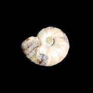 Jurassic Iridescent Ammonites from Madagascar 16-19mm 3g in sunlight - Rocks and Things Store