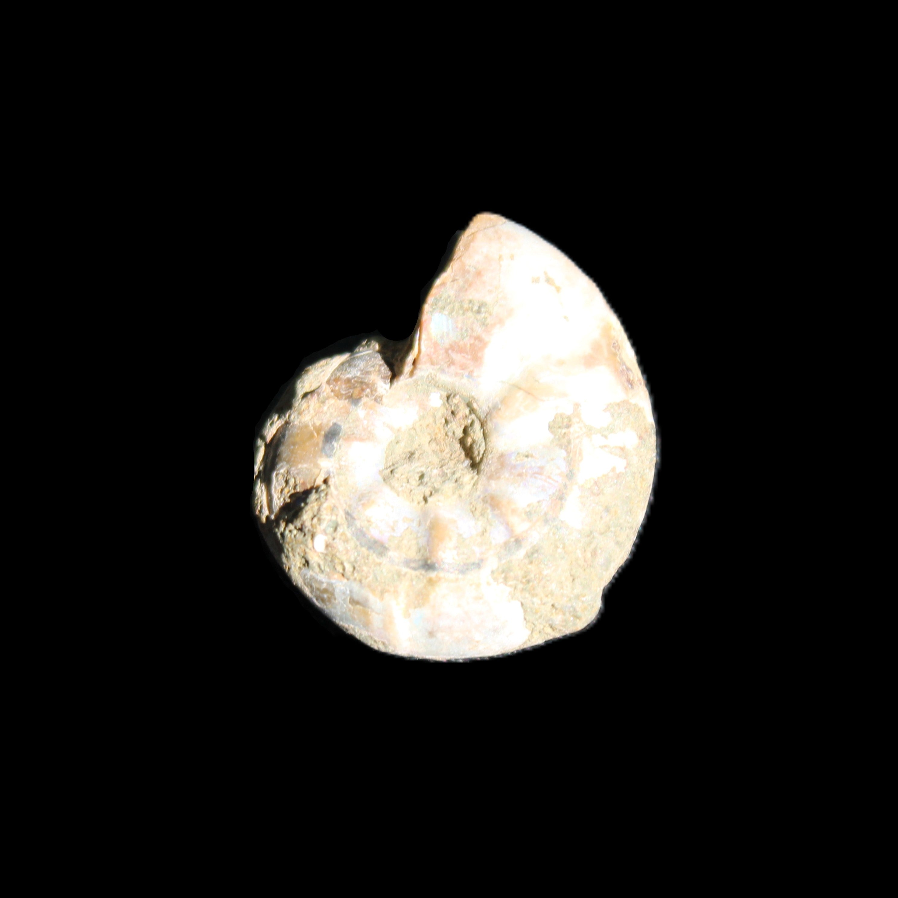 Jurassic Iridescent Ammonites from Madagascar 16-19mm 3g in sunlight - Rocks and Things Store