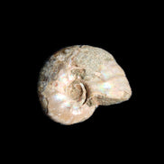 Jurassic Iridescent Ammonites from Madagascar 16-19mm 3g in sunlight - Rocks and Things Store