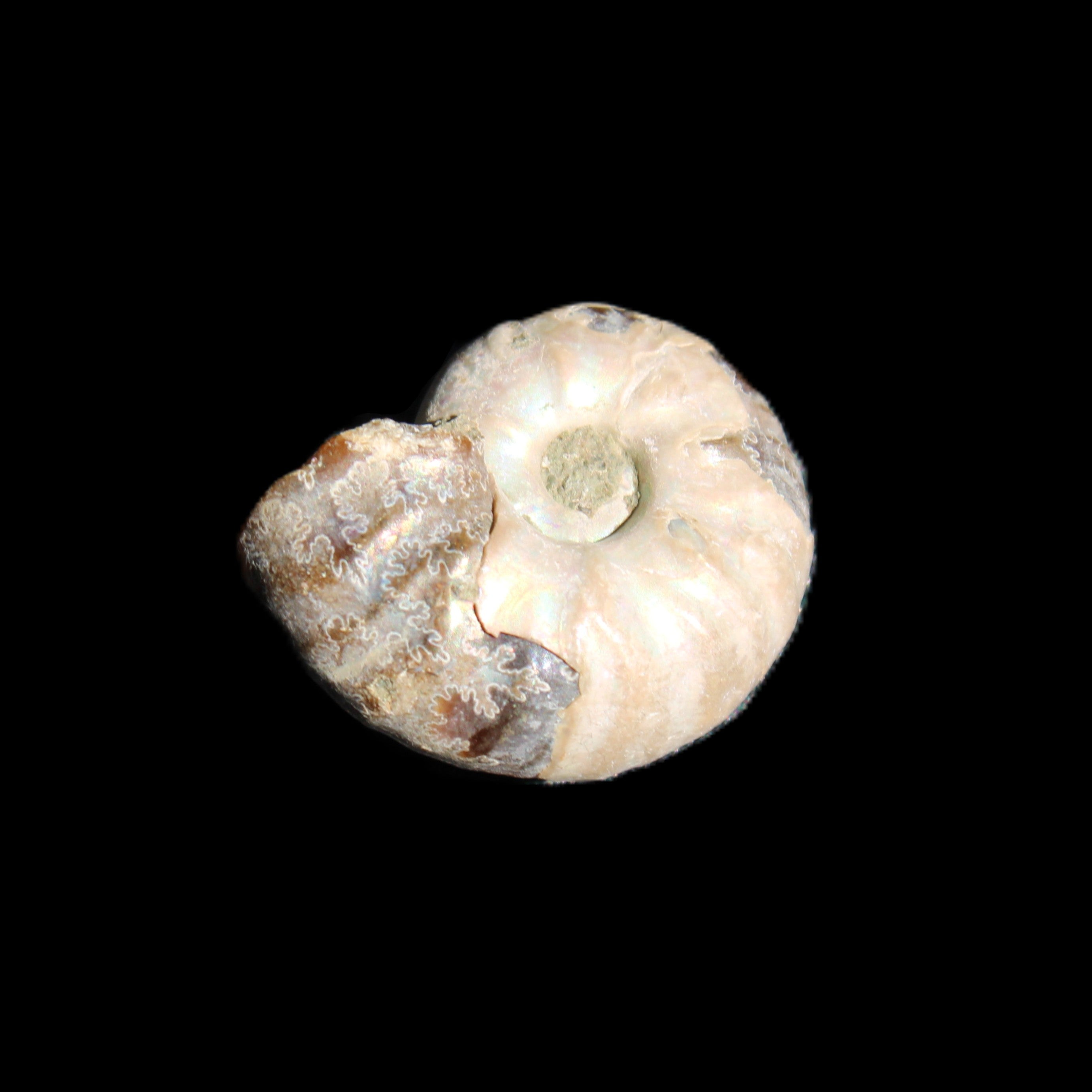 Jurassic Iridescent Ammonites from Madagascar 16-19mm 3g in sunlight - Rocks and Things Store