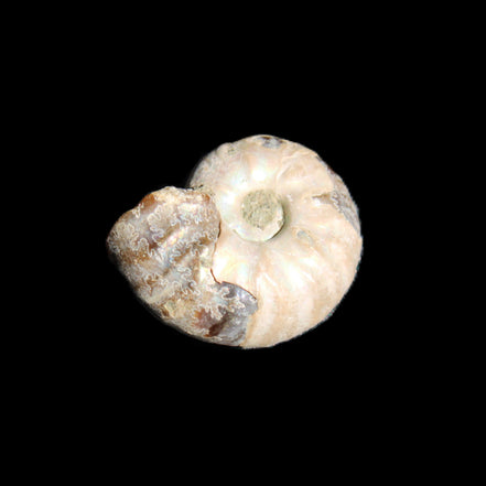 Jurassic Iridescent Ammonites from Madagascar 16-19mm 3g in sunlight - Rocks and Things Store