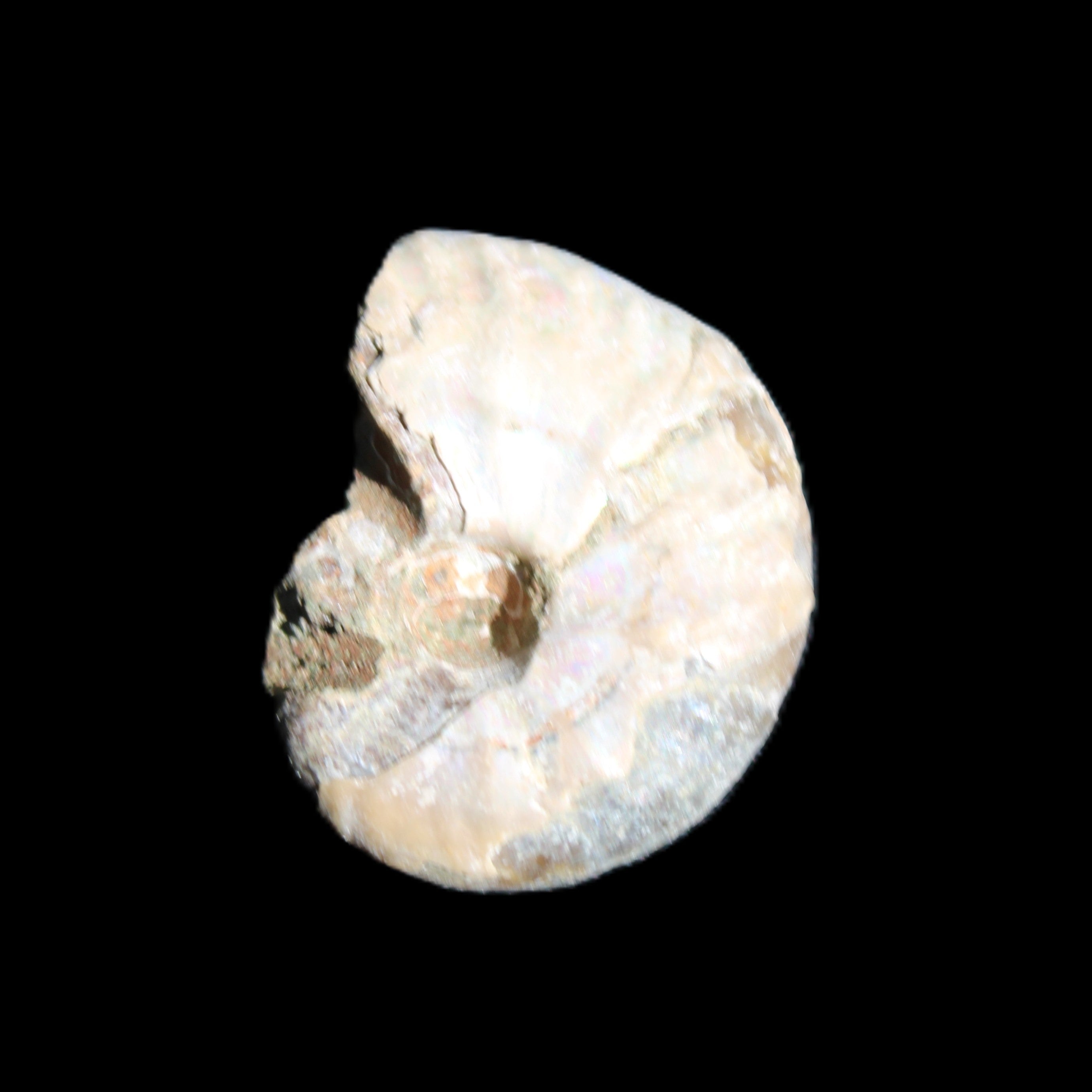 Jurassic Iridescent Ammonites from Madagascar 16-19mm 3g in sunlight - Rocks and Things Store