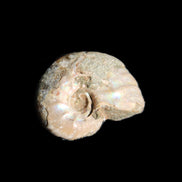 Jurassic Iridescent Ammonites from Madagascar 16-19mm 3g in sunlight - Rocks and Things Store