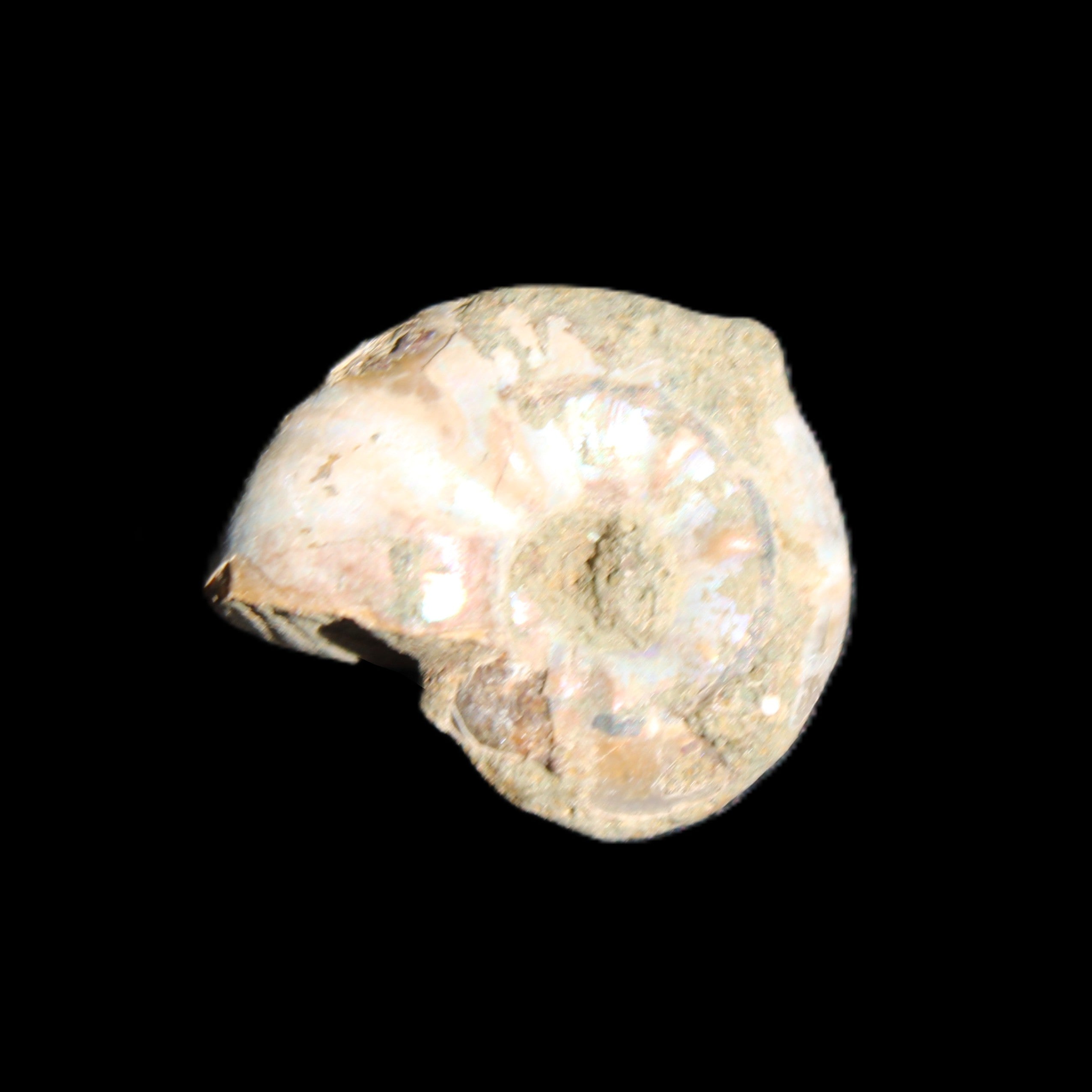 Jurassic Iridescent Ammonites from Madagascar 16-19mm 3g in sunlight - Rocks and Things Store