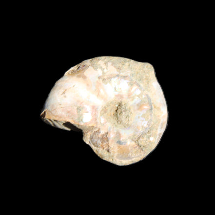 Jurassic Iridescent Ammonites from Madagascar 16-19mm 3g in sunlight - Rocks and Things Store