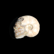 Jurassic Iridescent Ammonites from Madagascar 16-19mm 3g in sunlight - Rocks and Things Store