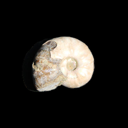 Jurassic Iridescent Ammonites from Madagascar 16-19mm 3g in sunlight - Rocks and Things Store