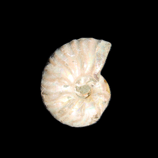 Jurassic Iridescent Ammonite from Madagascar 22*19*7mm 5g in sunlight - Rocks and Things Store