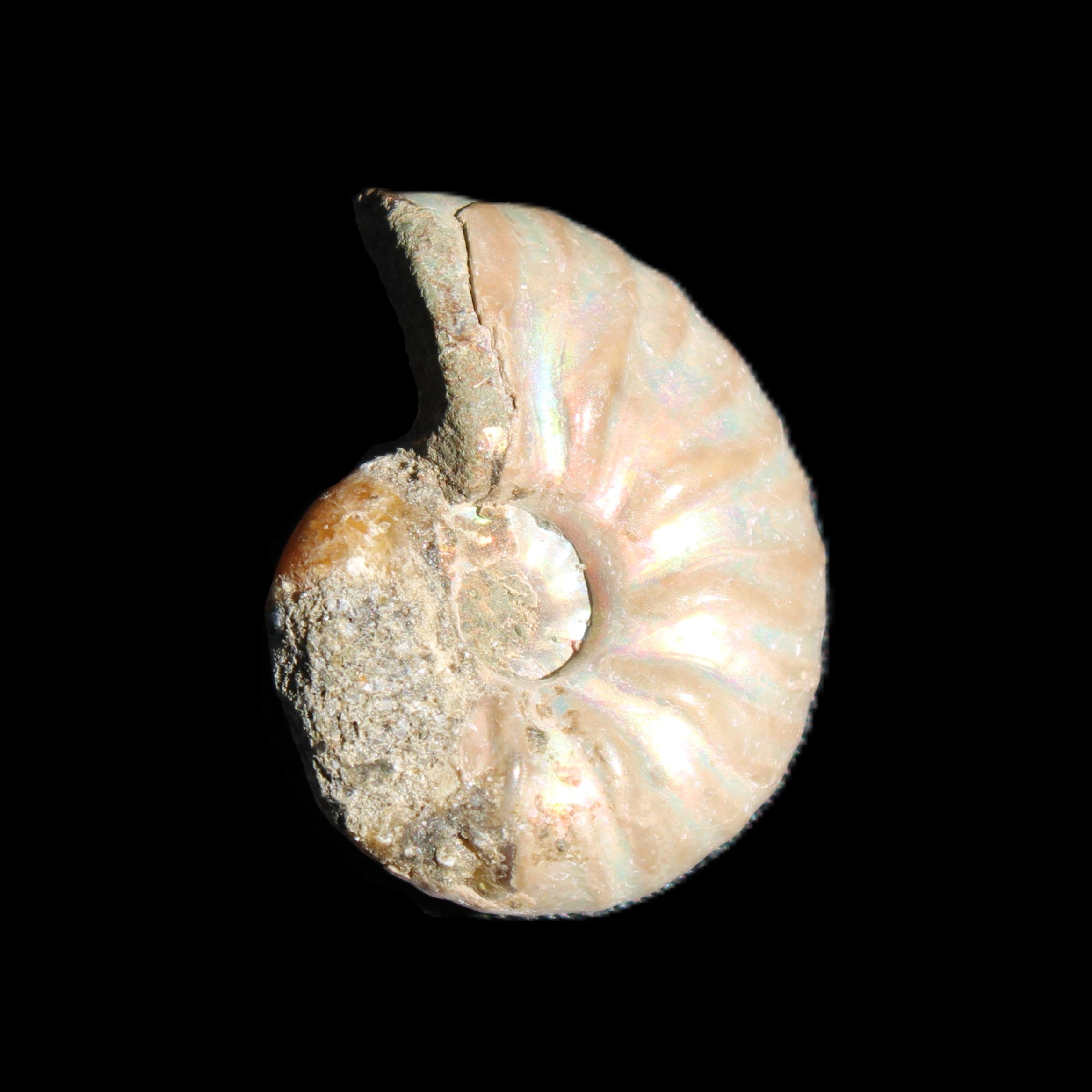 Jurassic Iridescent Ammonite from Madagascar 22*19*7mm 5g in sunlight - Rocks and Things Store