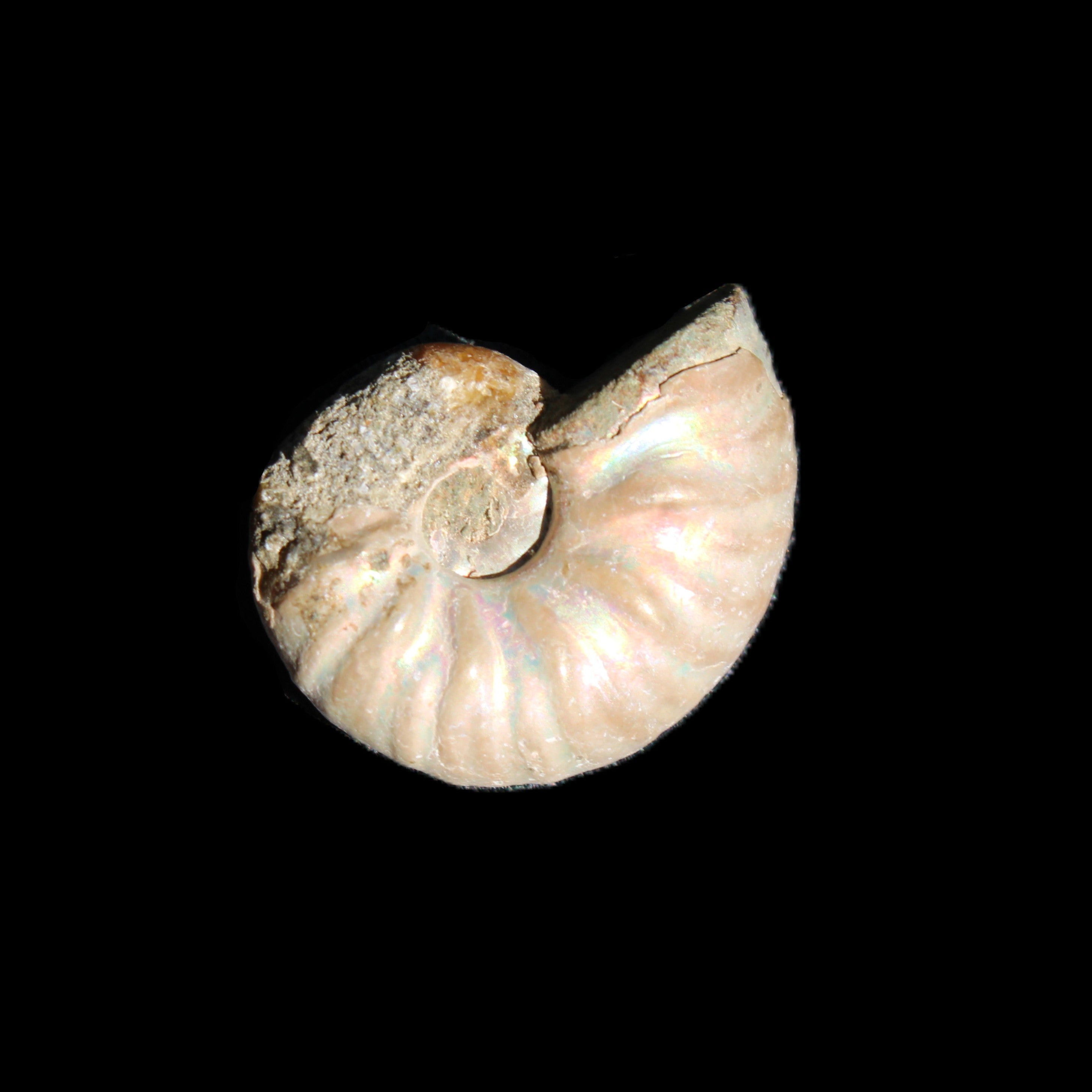 Jurassic Iridescent Ammonite from Madagascar 22*19*7mm 5g in sunlight - Rocks and Things Store