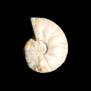 Jurassic Iridescent Ammonite from Madagascar 22*19*7mm 5g in sunlight - Rocks and Things Store