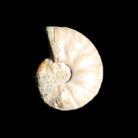 Jurassic Iridescent Ammonite from Madagascar 22*19*7mm 5g in sunlight - Rocks and Things Store