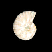 Jurassic Iridescent Ammonite from Madagascar 22*19*7mm 5g in sunlight - Rocks and Things Store