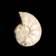 Jurassic Iridescent Ammonite from Madagascar 22*19*7mm 5g in sunlight - Rocks and Things Store