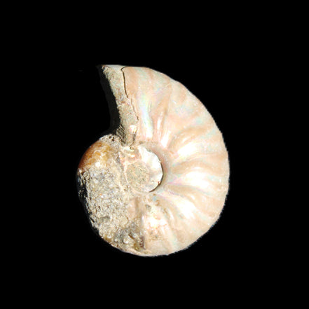 Jurassic Iridescent Ammonite from Madagascar 22*19*7mm 5g in sunlight - Rocks and Things Store