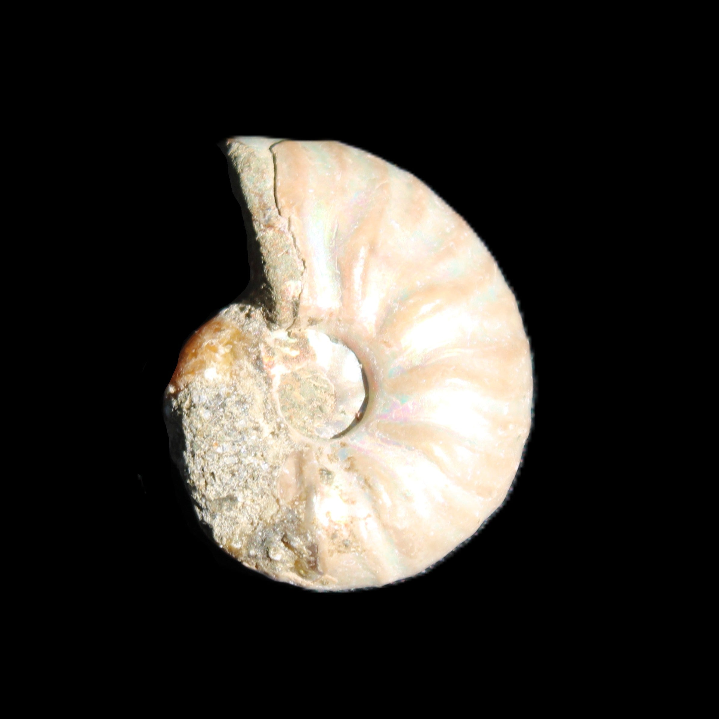 Jurassic Iridescent Ammonite from Madagascar 22*19*7mm 5g in sunlight - Rocks and Things Store