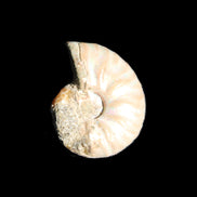 Jurassic Iridescent Ammonite from Madagascar 22*19*7mm 5g in sunlight - Rocks and Things Store