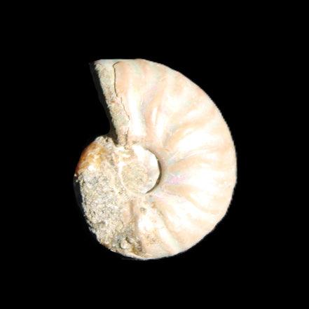 Jurassic Iridescent Ammonite from Madagascar 22*19*7mm 5g in sunlight - Rocks and Things Store