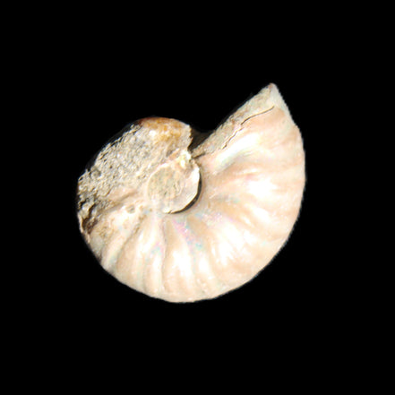 Jurassic Iridescent Ammonite from Madagascar 22*19*7mm 5g in sunlight - Rocks and Things Store