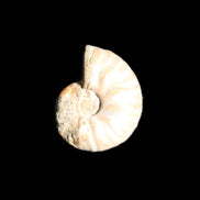 Jurassic Iridescent Ammonite from Madagascar 22*19*7mm 5g in sunlight - Rocks and Things Store