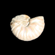 Jurassic Iridescent Ammonite from Madagascar 22*19*7mm 5g in sunlight - Rocks and Things Store