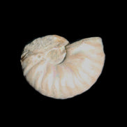 Jurassic Iridescent Ammonite from Madagascar 22*19*7mm 5g in sunlight - Rocks and Things Store