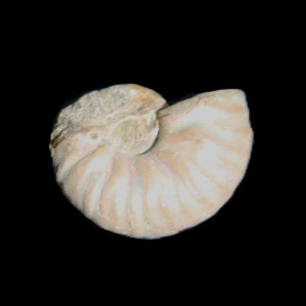 Jurassic Iridescent Ammonite from Madagascar 22*19*7mm 5g in sunlight - Rocks and Things Store