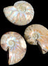 Jurassic 3 Iridescent Ammonites from Madagascar 25mm 16g in sunlight - Rocks and Things Store