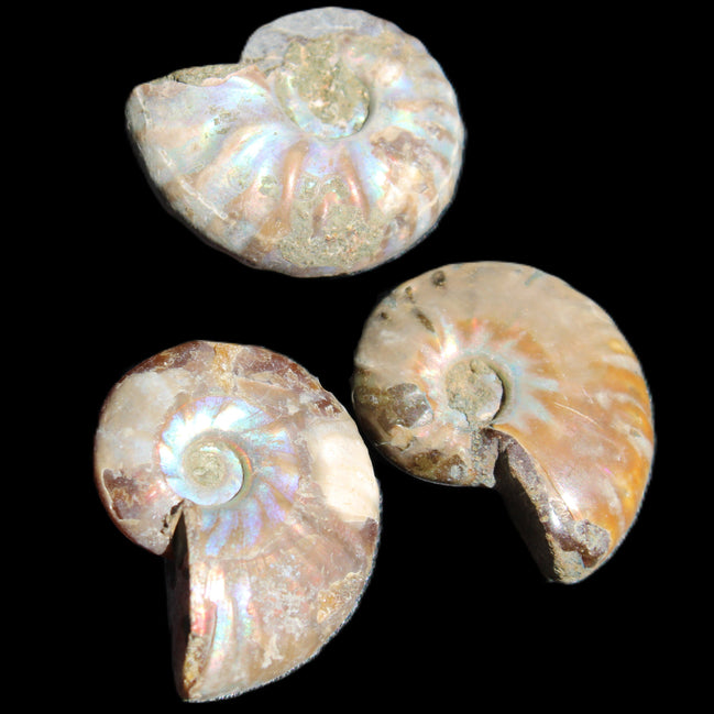 Jurassic 3 Iridescent Ammonites from Madagascar 25mm 16g in sunlight - Rocks and Things Store