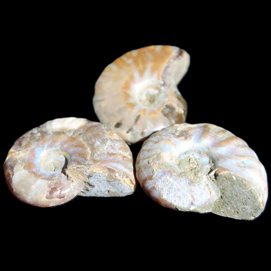 Jurassic 3 Iridescent Ammonites from Madagascar 25mm 16g in sunlight - Rocks and Things Store